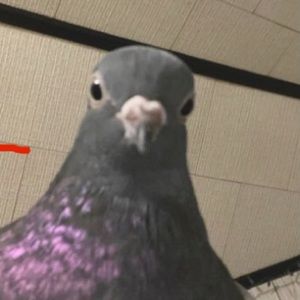 Meet your Posher, Paige